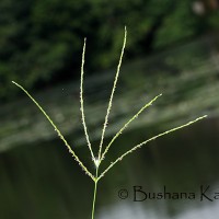 <i>Digitaria ciliaris</i>  (Retz.) Koeler